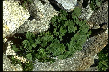 APII jpeg image of Alchemilla xanthochlora  © contact APII