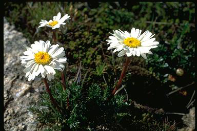 APII jpeg image of Brachyscome tadgellii  © contact APII