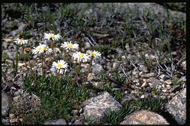 APII jpeg image of Brachyscome stolonifera  © contact APII