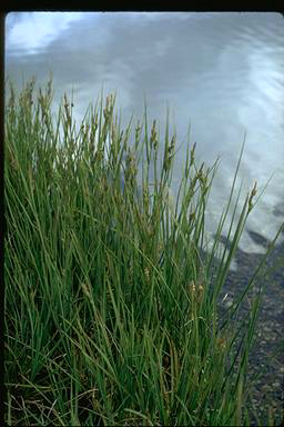 APII jpeg image of Carex gaudichaudiana  © contact APII