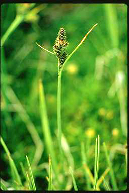 APII jpeg image of Carex hypandra  © contact APII