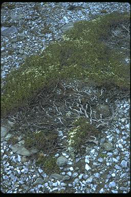 APII jpeg image of Epacris microphylla  © contact APII