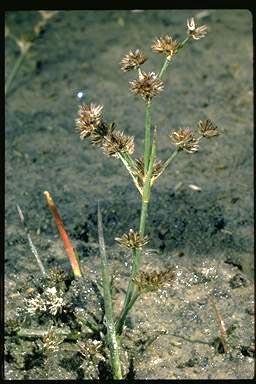 APII jpeg image of Juncus articulatus  © contact APII