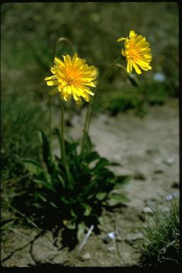 APII jpeg image of Microseris lanceolata  © contact APII