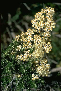 APII jpeg image of Ozothamnus secundiflorus  © contact APII