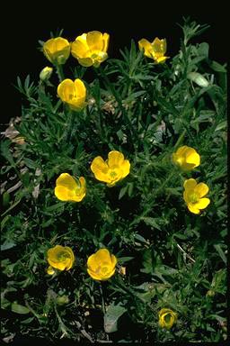 APII jpeg image of Ranunculus dissectifolius  © contact APII