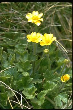 APII jpeg image of Ranunculus granticola  © contact APII