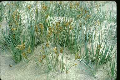 APII jpeg image of Spinifex hirsutus  © contact APII