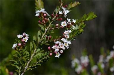 APII jpeg image of Thryptomene calycina  © contact APII