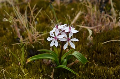 APII jpeg image of Burchardia umbellata  © contact APII