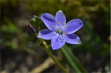 APII jpeg image of Chamaescilla corymbosa var. corymbosa  © contact APII