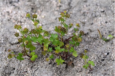 APII jpeg image of Hydrocotyle callicarpa  © contact APII