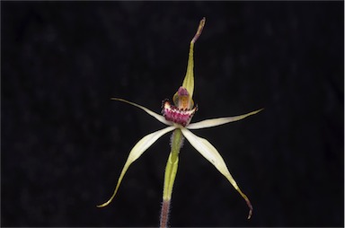 APII jpeg image of Caladenia reticulata  © contact APII