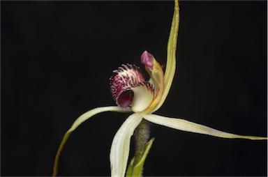 APII jpeg image of Caladenia reticulata  © contact APII