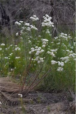 APII jpeg image of Conospermum mitchellii  © contact APII