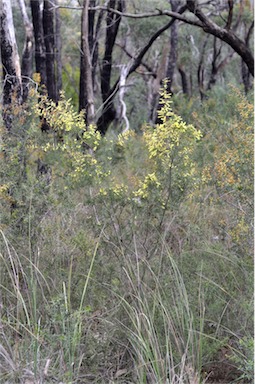 APII jpeg image of Acacia oxycedrus  © contact APII