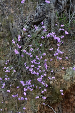 APII jpeg image of Tetratheca ciliata  © contact APII