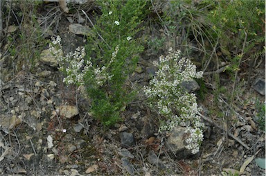 APII jpeg image of Leucopogon thymifolius  © contact APII