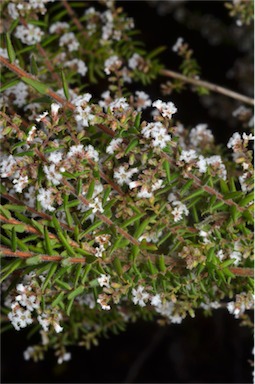 APII jpeg image of Leucopogon thymifolius  © contact APII