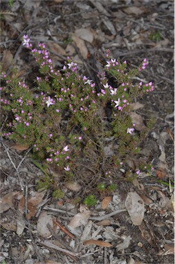 APII jpeg image of Boronia pilosa subsp. pilosa  © contact APII