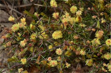 APII jpeg image of Acacia aculeatissima  © contact APII