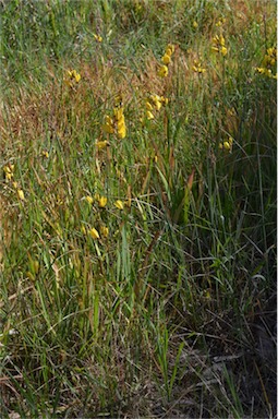 APII jpeg image of Ixia maculata  © contact APII