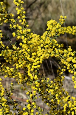 APII jpeg image of Acacia acinacea  © contact APII