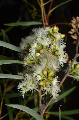 APII jpeg image of Eucalyptus viridis  © contact APII