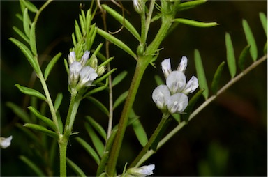 APII jpeg image of Vicia hirsuta  © contact APII