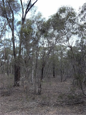 APII jpeg image of Eucalyptus viridis  © contact APII