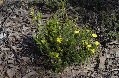 APII jpeg image of Hibbertia riparia  © contact APII