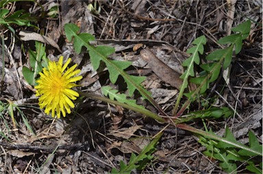 APII jpeg image of Taraxacum sect. Hamata  © contact APII