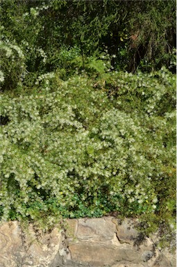 APII jpeg image of Grevillea 'White Wings'  © contact APII