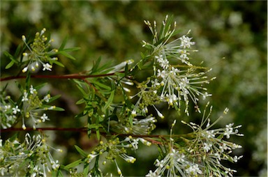 APII jpeg image of Grevillea 'White Wings'  © contact APII