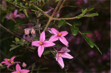 APII jpeg image of Boronia mollis 'Telopea Valley Star'  © contact APII