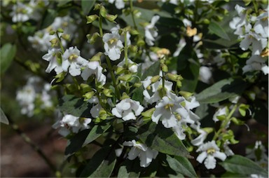 APII jpeg image of Prostanthera petraea  © contact APII