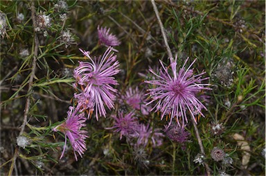 APII jpeg image of Isopogon formosus subsp. formosus  © contact APII