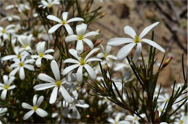 APII jpeg image of Ricinocarpos pinifolius  © contact APII