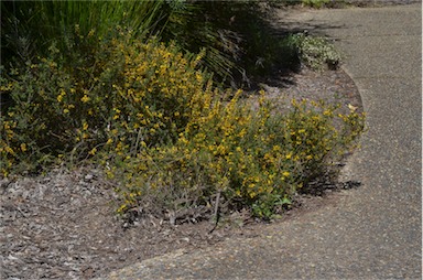 APII jpeg image of Oxylobium cordifolium  © contact APII