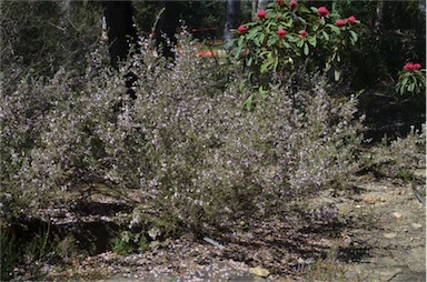 APII jpeg image of Prostanthera stenophylla  © contact APII