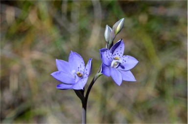 APII jpeg image of Thelymitra juncifolia  © contact APII