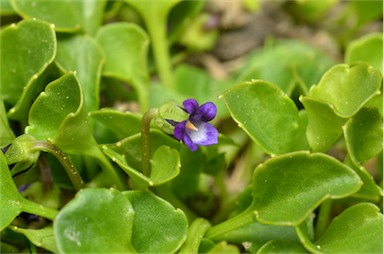 APII jpeg image of Viola fuscoviolacea  © contact APII