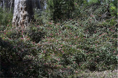 APII jpeg image of Grevillea 'Coastal Glow'  © contact APII