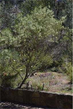 APII jpeg image of Eremophila saligna  © contact APII