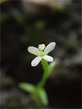 APII jpeg image of Stylidium despectum  © contact APII