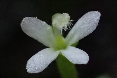 APII jpeg image of Stylidium despectum  © contact APII