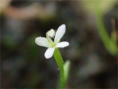 APII jpeg image of Stylidium despectum  © contact APII