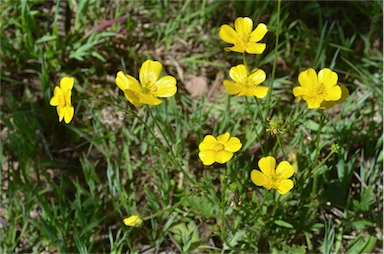 APII jpeg image of Ranunculus lappaceus  © contact APII