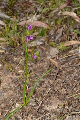 APII jpeg image of Arthropodium minus  © contact APII