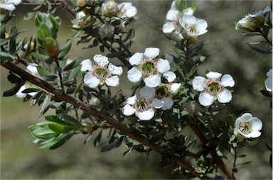 APII jpeg image of Leptospermum lanigerum  © contact APII